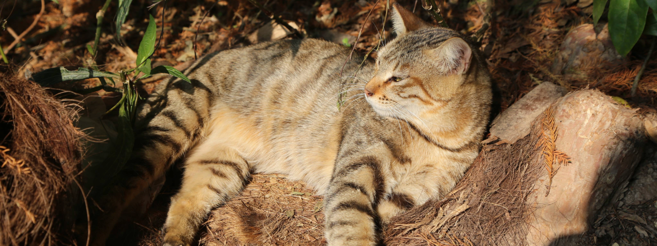 A imagem mostra um gato Felis silvestris lybica deitado e relaxando no meio da natureza