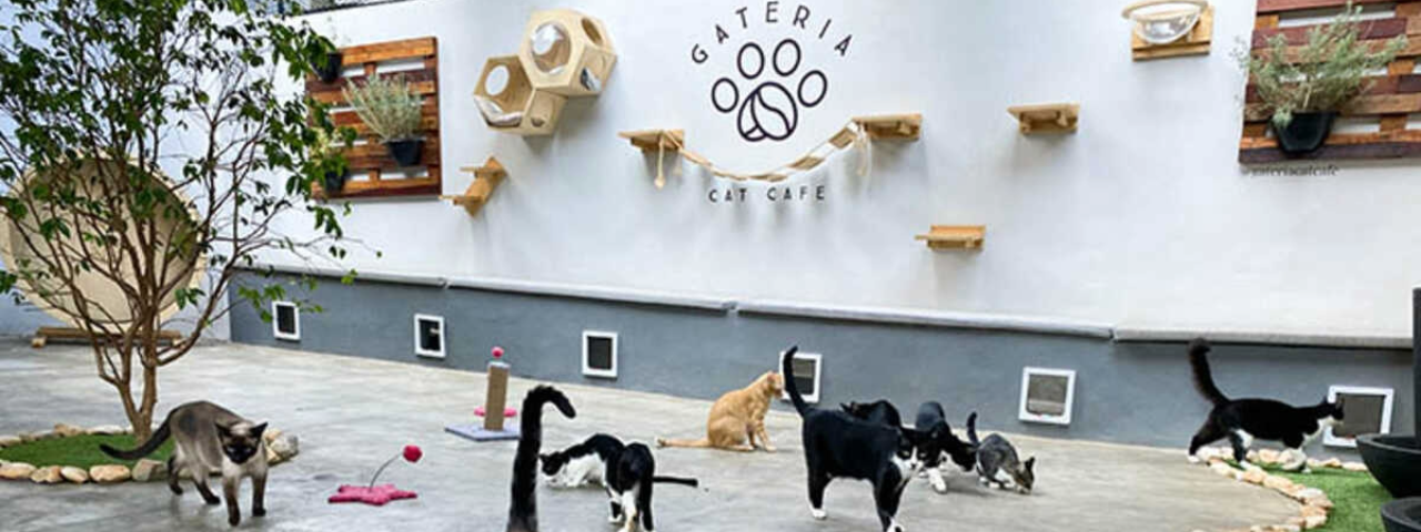 A imagem mostra o pátio da Gateria com vários gatos e na parede ao fundo um playground para gatos