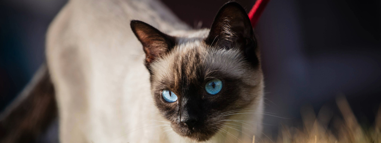 A imagem mostra um gato Siamês de pelos cinza-claro e olhos azuis