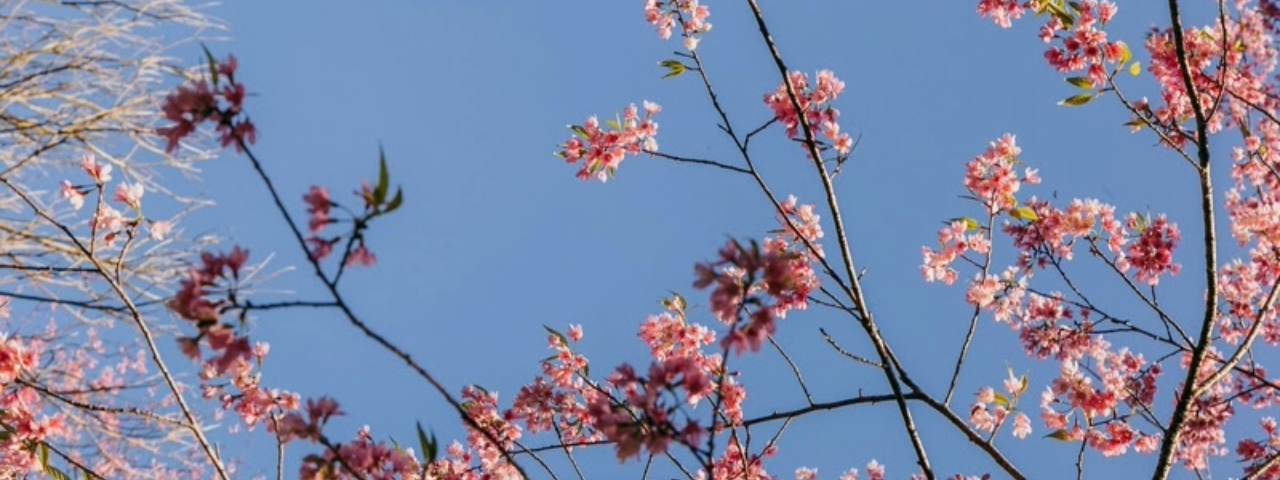 Cerejeira cheia de flores, símbolo da cultura japonesa, em uma das festividades de agosto em São Paulo