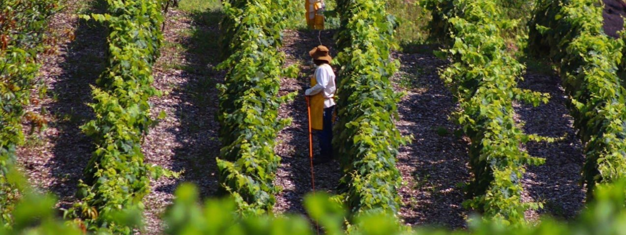 Produtores trabalhando no cultivo das uvas em meio a um parreiral de uma vinícola em São Paulo