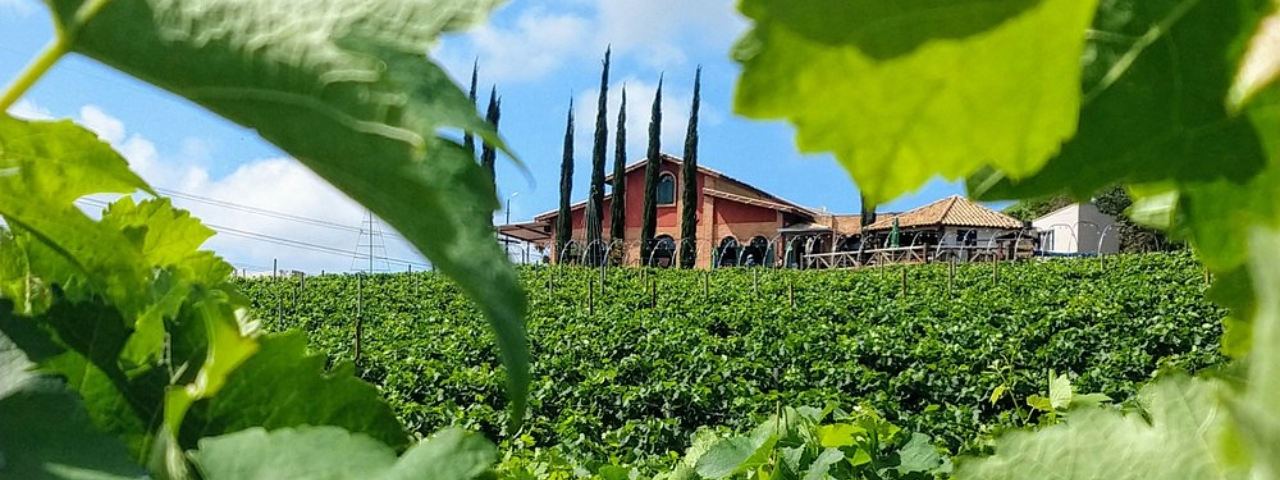 Plantação de uvas em primeiro plano e, ao fundo, o casarão histórico da Vinícola Micheletto, em São Paulo