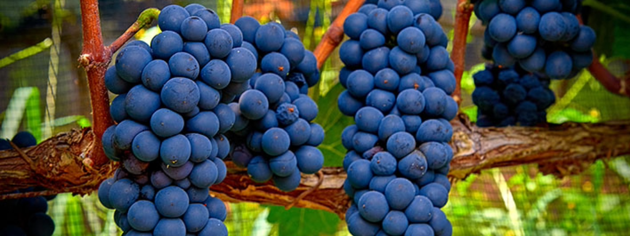 Cachos de uvas roxas pendurados nos galhos de um parreiral, prontos para a colheita