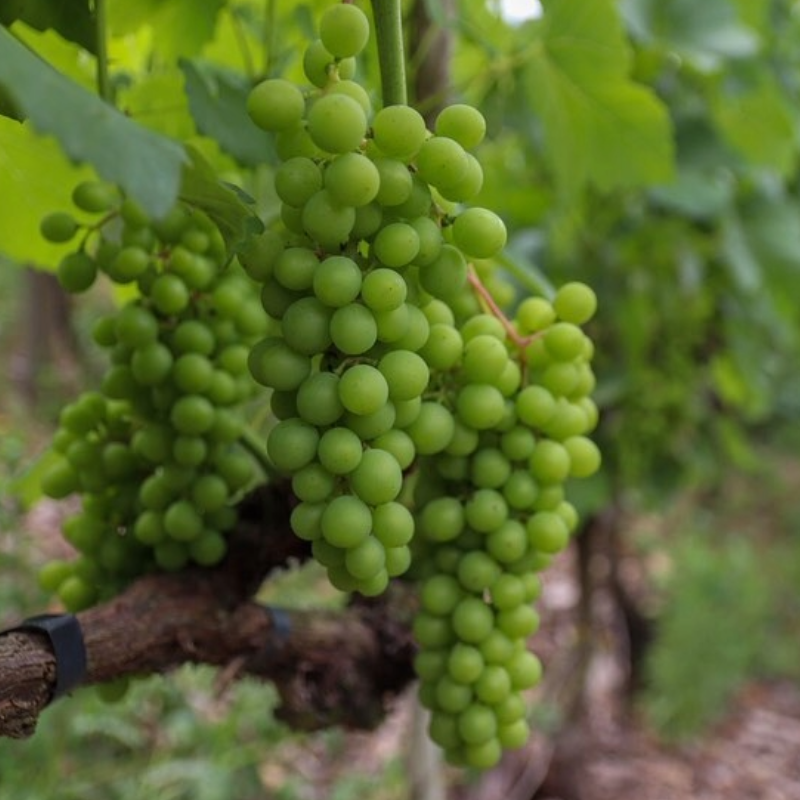 Cacho de uvas verdes pendurado nos galhos de uma plantação em uma vinícola paulista