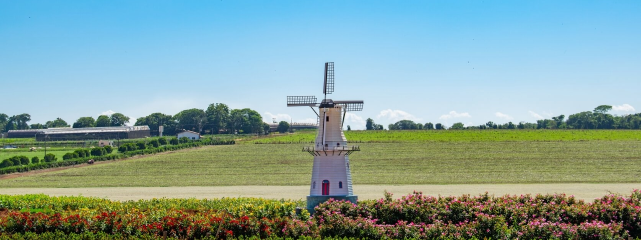 Moinho de Holambra em destaque, cercado pelo campo e vegetações, símbolo da essência holandesa da cidade