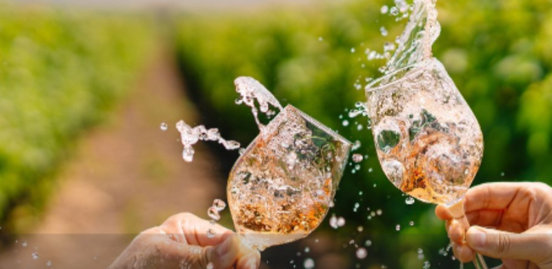 Duas pessoas brindam com taças de vinho branco diante de um vinhedo. No momento do encontro das taças, o vinho respinga no ar, tendo ao fundo fileiras de parreiras desfocadas que remetem ao enoturismo e à produção de vinhos no interior de São Paulo.