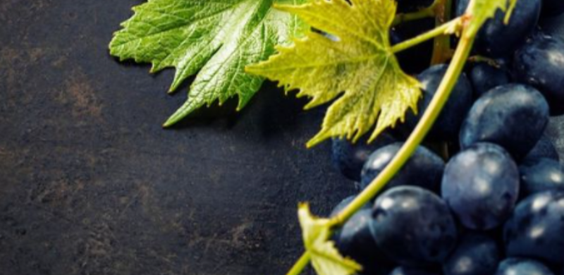 Close em um cacho de uvas roxas com folhas verdes da videira sobre uma superfície escura. A imagem destaca os frutos e a folhagem em primeiro plano, remetendo ao cultivo das uvas que dão origem aos vinhos produzidos nas Rotas do Vinho de São Paulo.