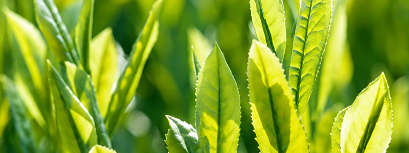 Close-up de folhas de chá verdes em diferentes estágios de crescimento. A luz do sol atravessa as folhas, destacando suas nervuras e tons que variam entre o verde-claro e o verde intenso. O fundo aparece desfocado, com outras folhas formando um cenário natural e predominantemente verde.